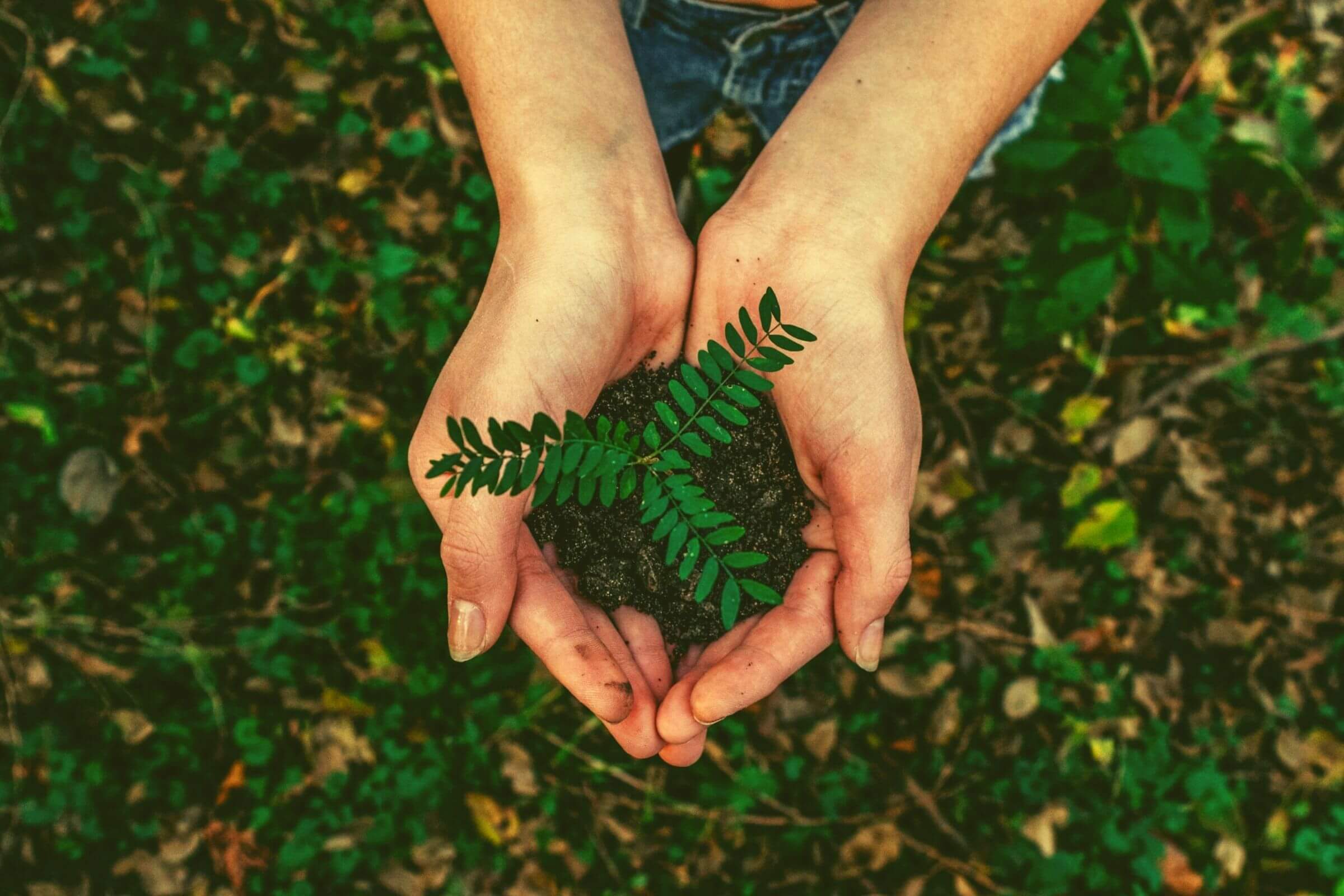 Plant in hands