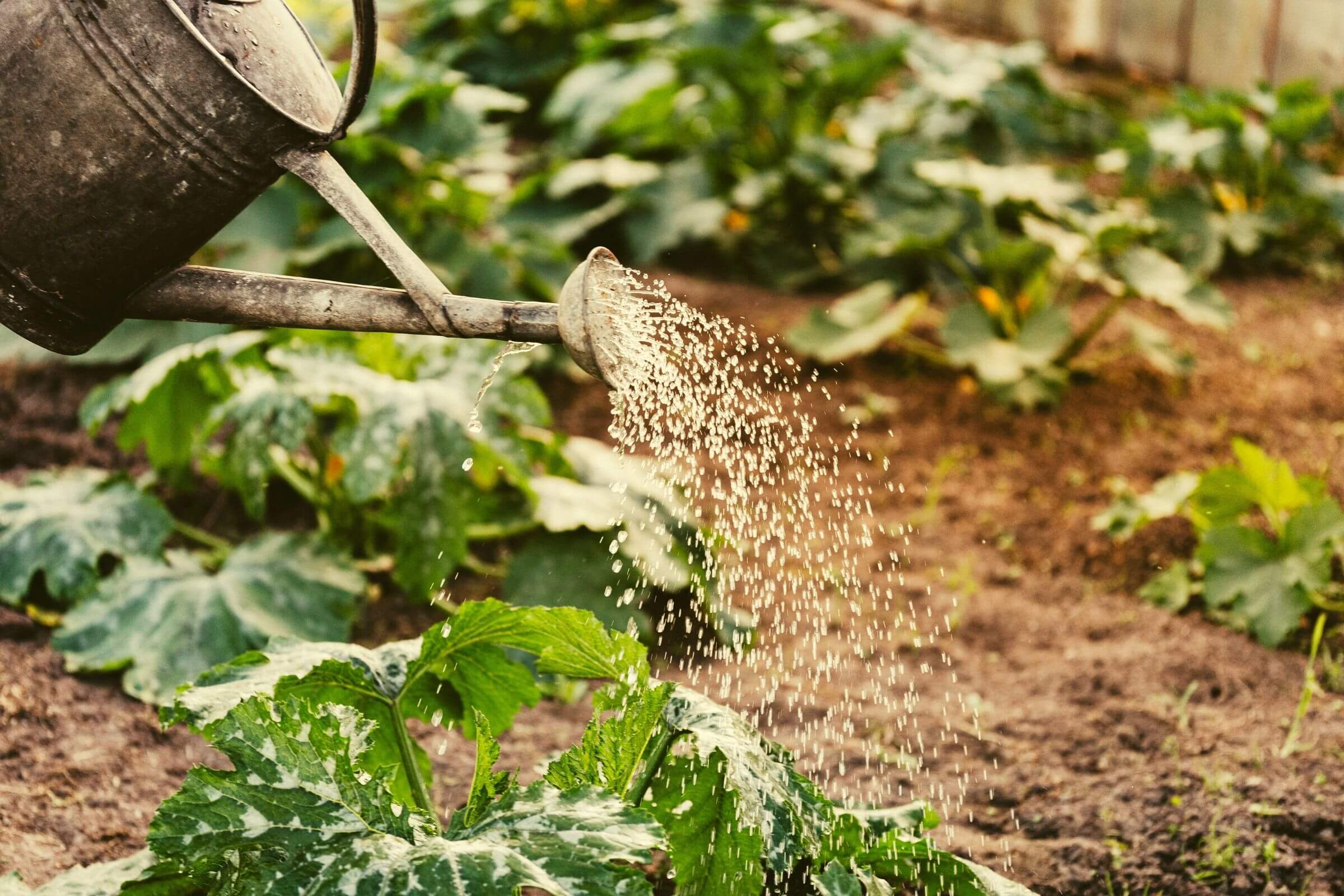 Advocacy-Watering Can