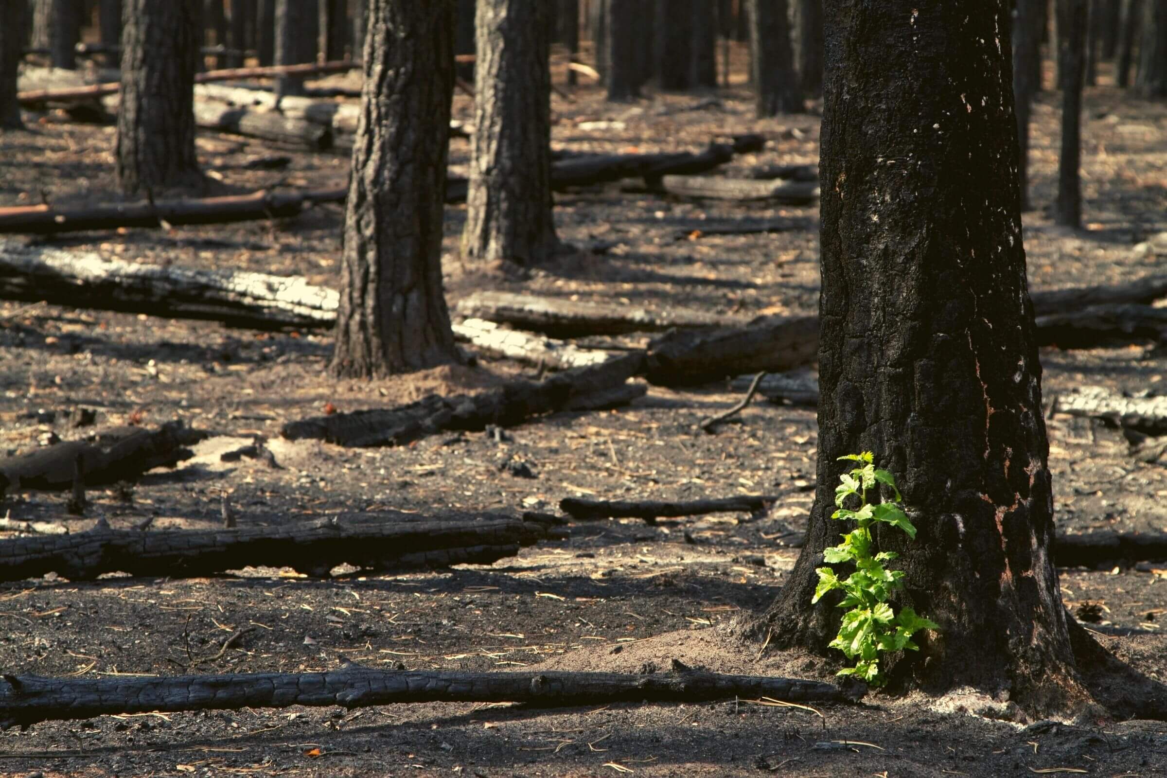 Covid-Burnt Forest