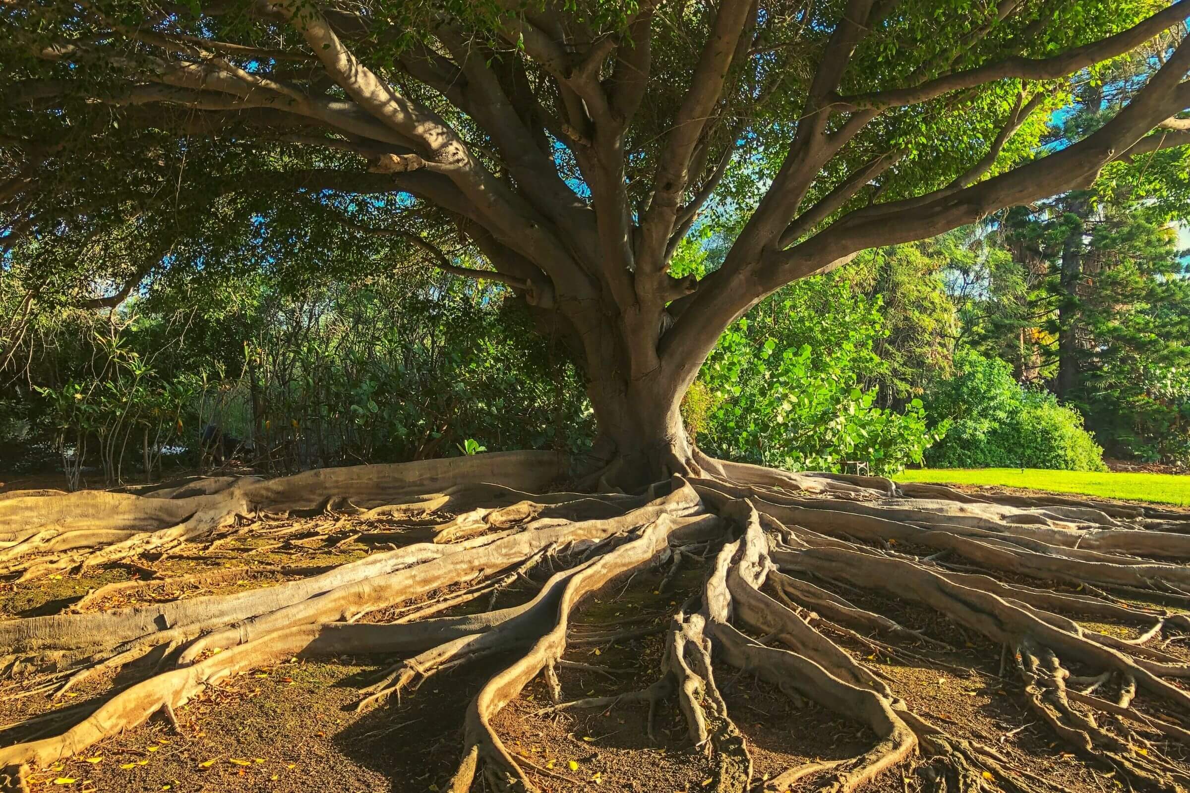 The Tree That Stands - Tree