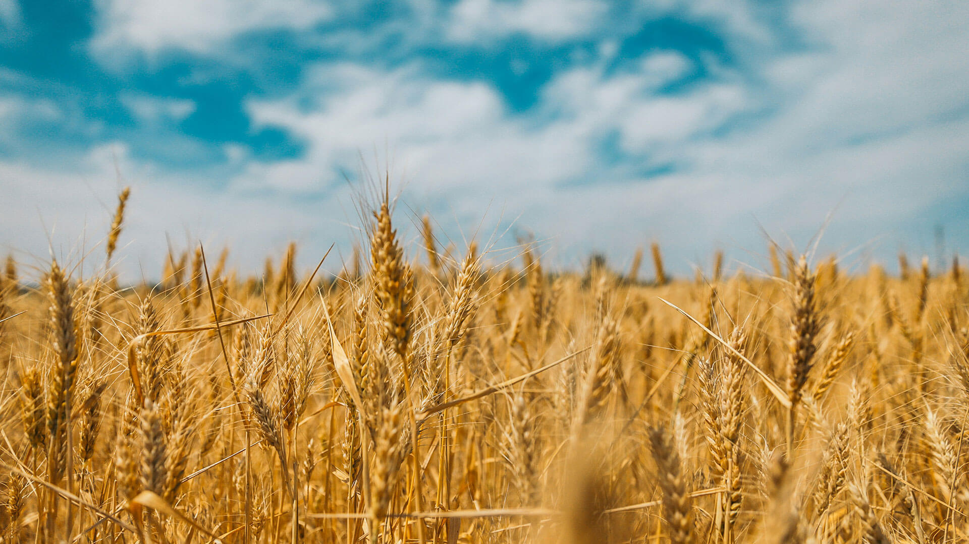 Wheat field