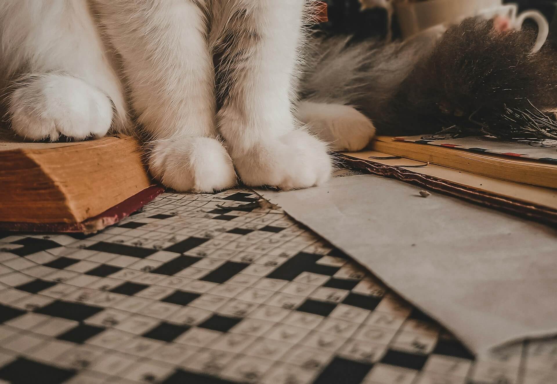 Cat sitting on a crossword puzzle