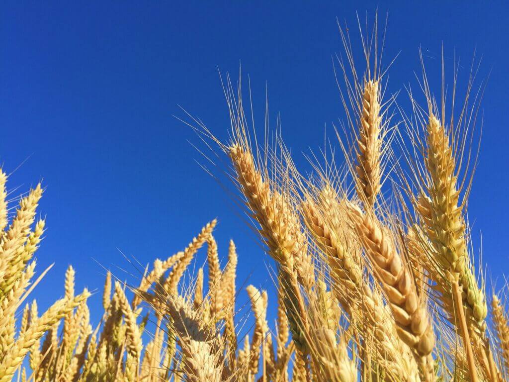 Wheat with a sky background