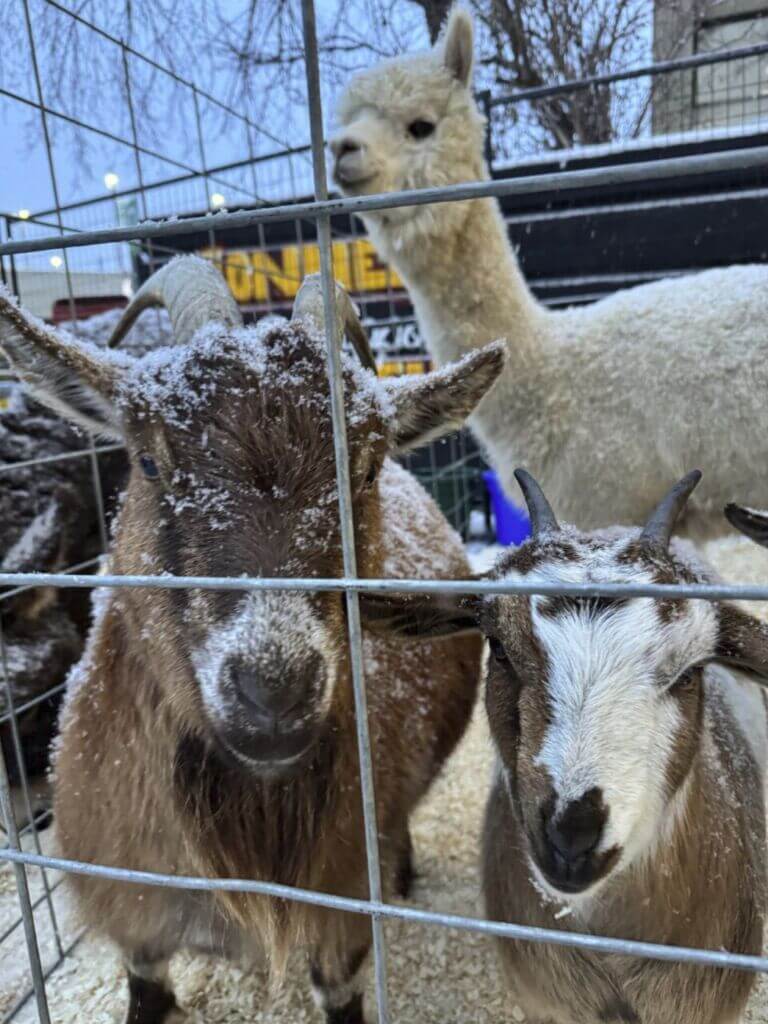 Screenshot 2025-11-24 181931