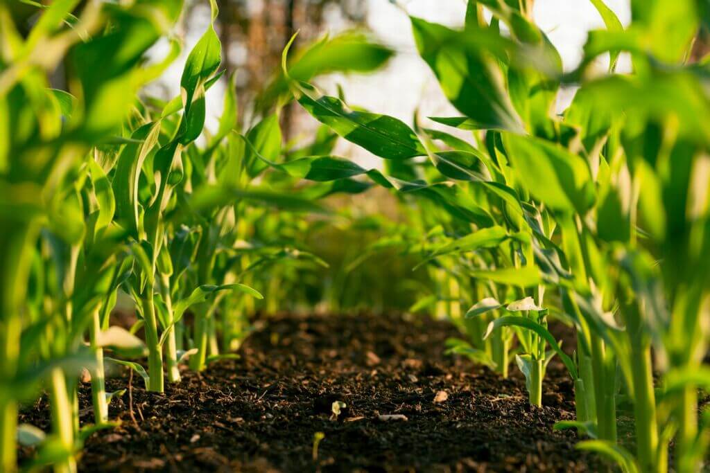 green-grass-agriculture-agri-growing-crops-field green-grass-agriculture-agri-growing-crops-field