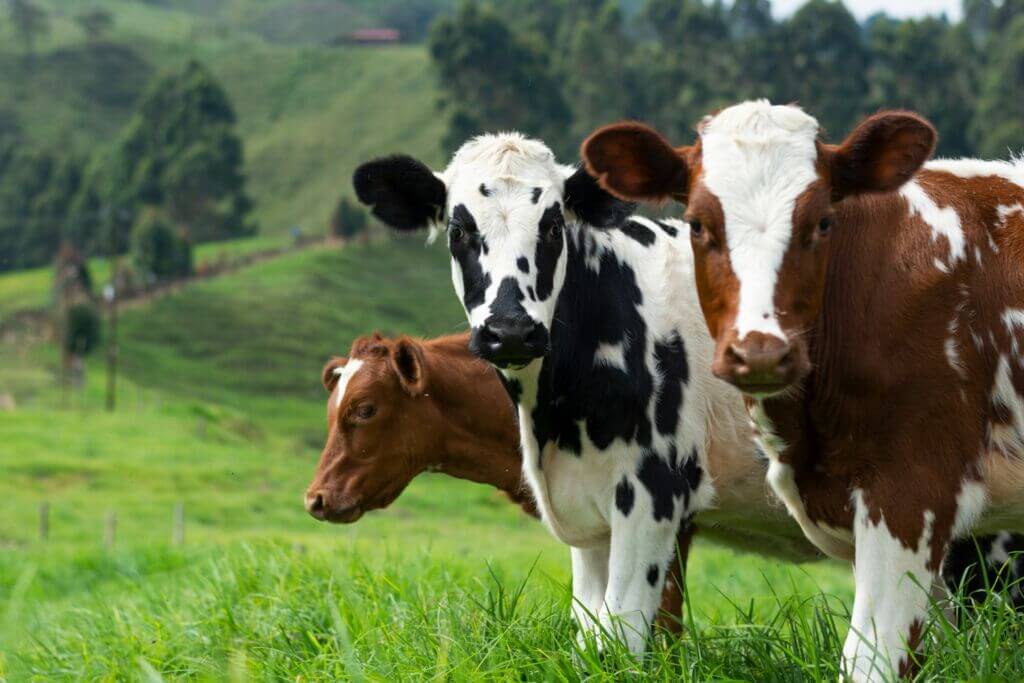 cattle-cows-field-farm-animals-agriculture