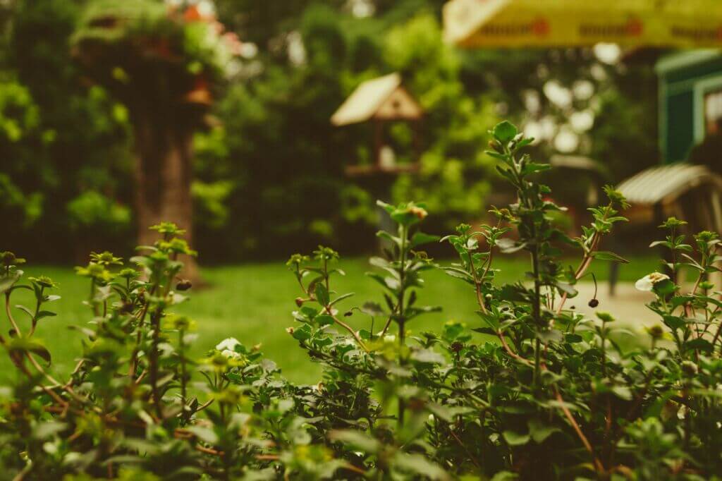 garden-green-yard-plants-beautification garden-green-yard-plants-beautification