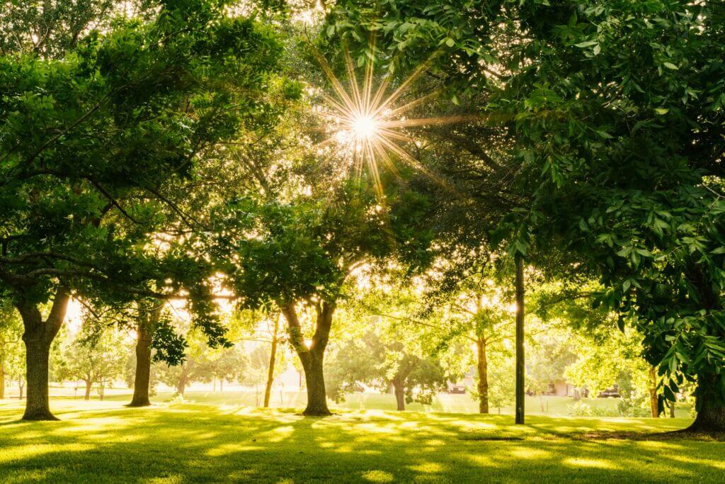 park-picnic-outside-greenery-plants park-picnic-outside-greenery-plants