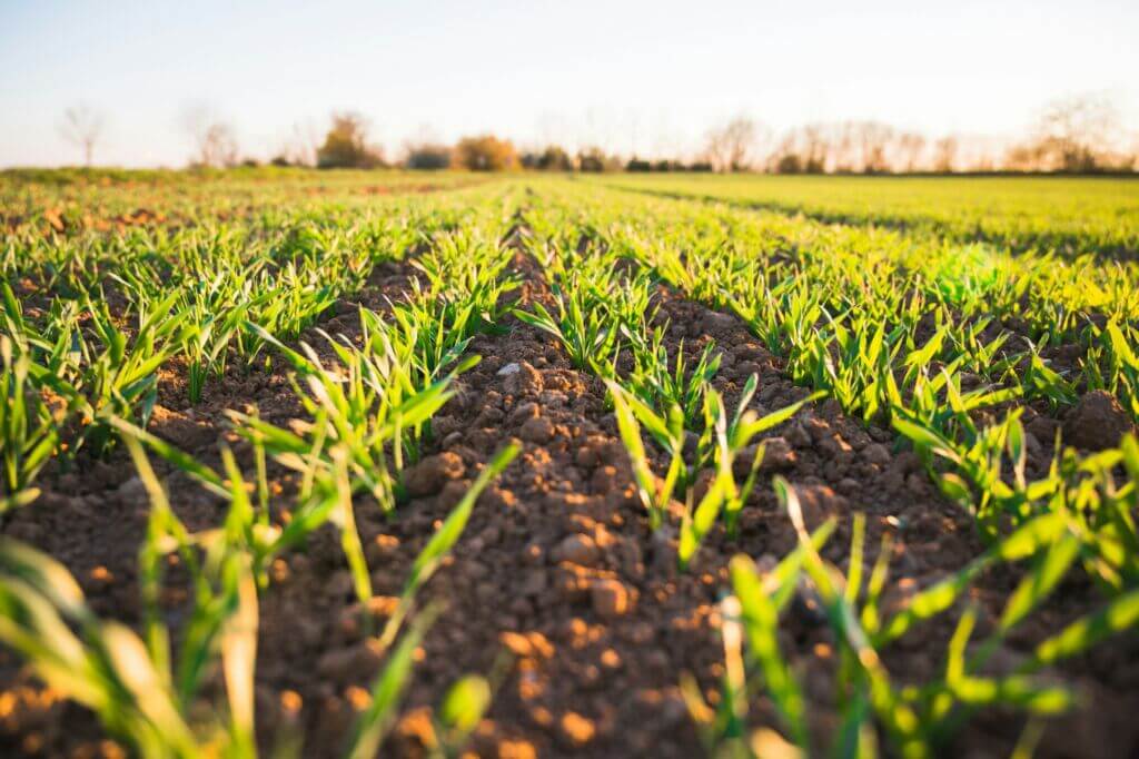 agriculture-field-growing-ground-dirt agriculture-field-growing-ground-dirt