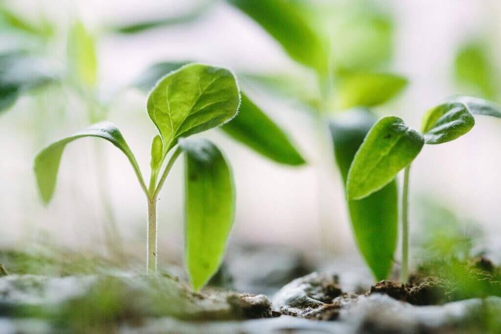 agriculture-plant-green-agristability-produce-garden agriculture-plant-green-agristability-produce-garden