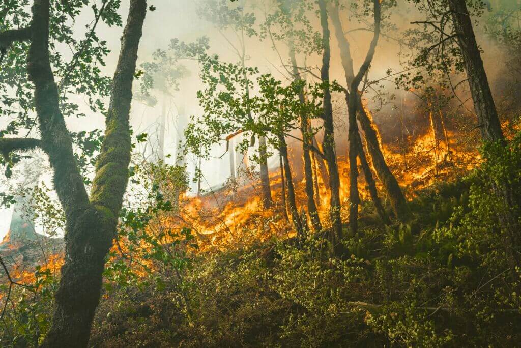 wildfire-fire-nature-smoke-outside