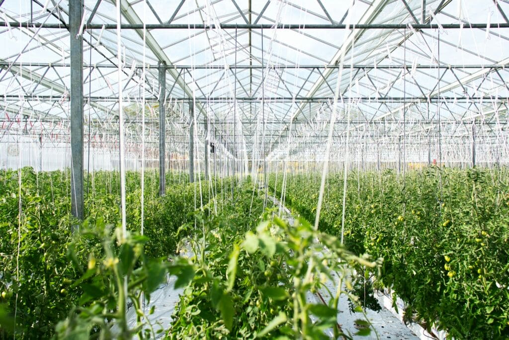 greenhouse-farmer-garden-food-agriculture-producers-market