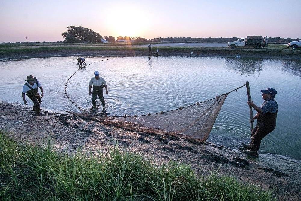 pool-fisheir-b9fb692b-a65a-4433-9c55-a37663024f63 fishing