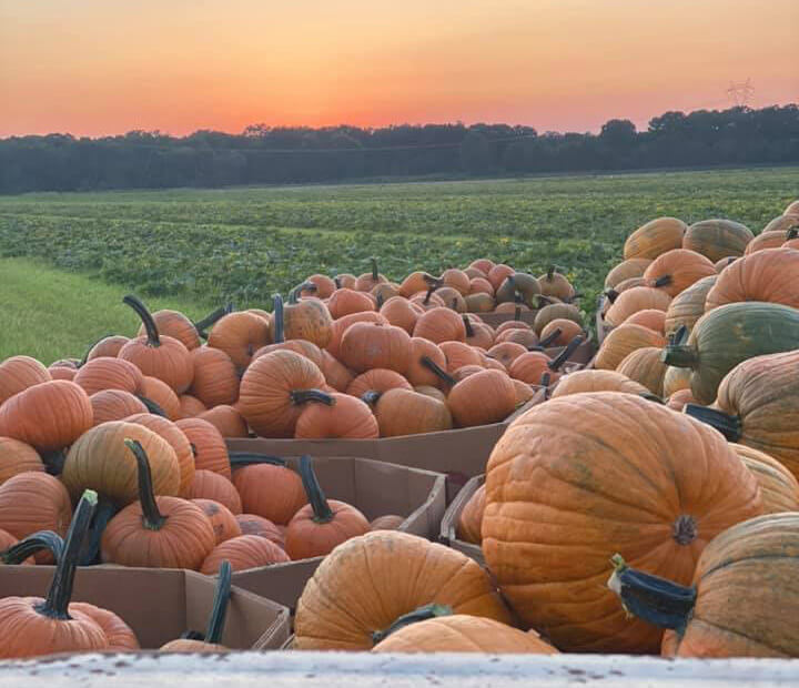 pumpkin patch