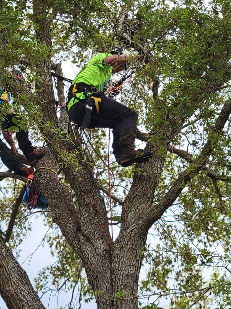 fltcc sat 15 man climbing tree