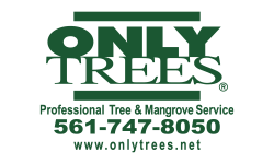 only trees logo resizes Only Trees logo