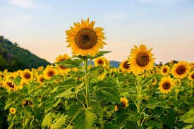 sunflowers image
