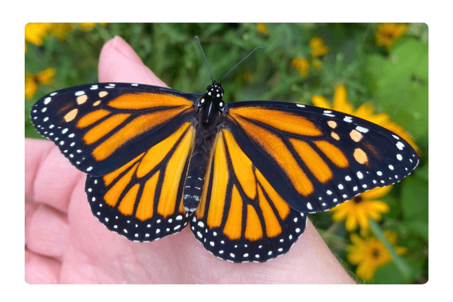 A close-up of a Monarch butterfly resting on purple flowers, representing Michigan's natural beauty and conservation efforts.