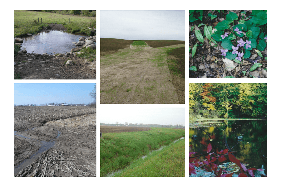 Reforestation Michigan