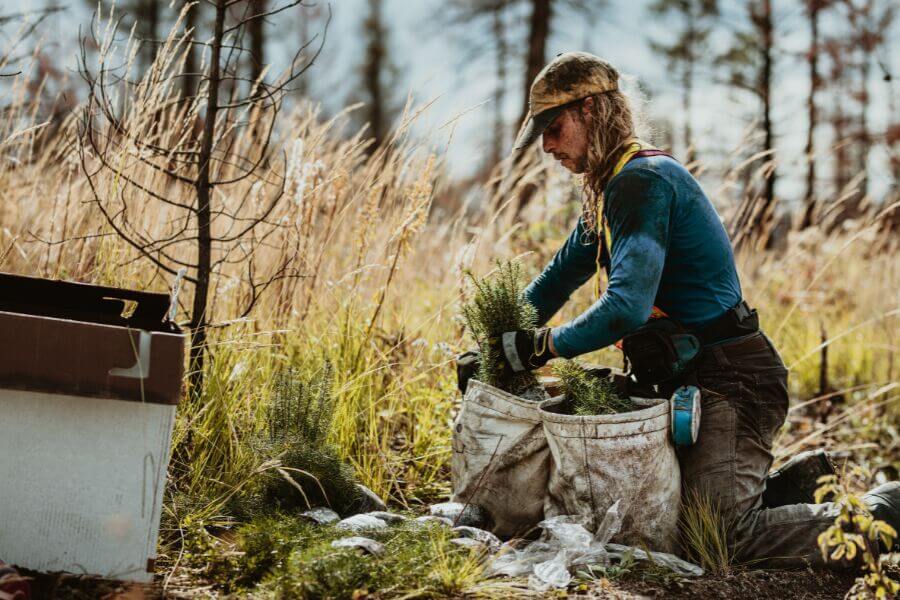 image of Reforestation in Michigan