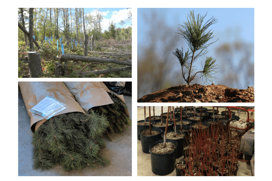 T-Shirt And Tree Sale at Districts featured image to represent types of trees