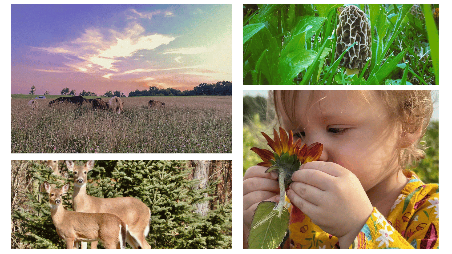collage_section_macd