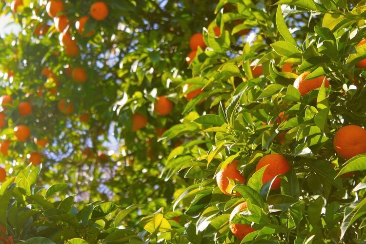 citrus