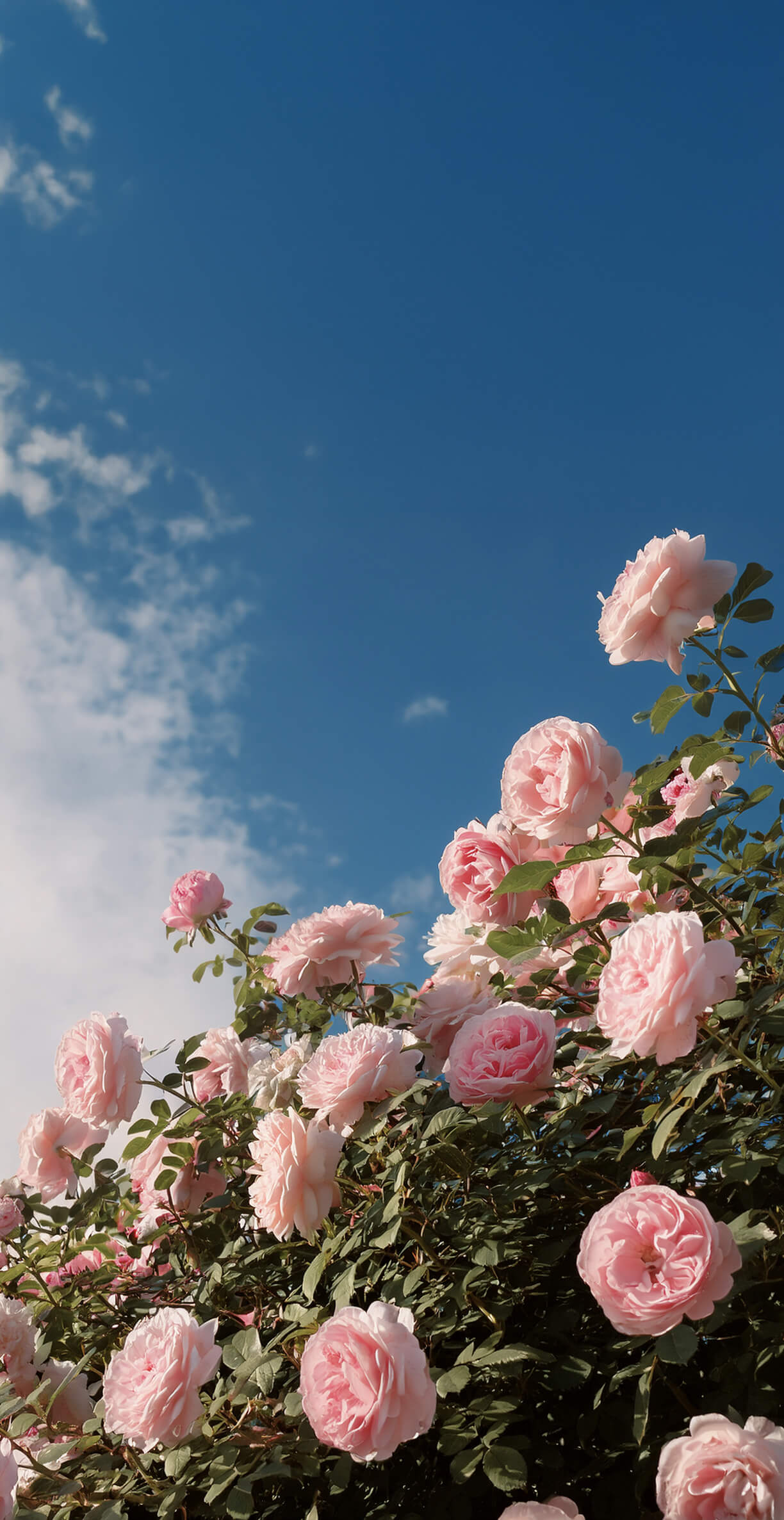 Rose Garden