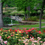 Beautiful view of tyler rose garden including a wooden bridge