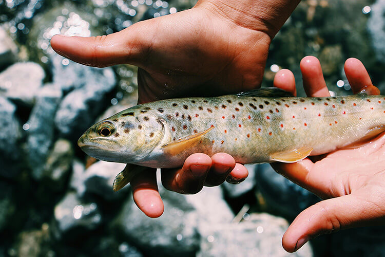 trout