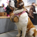 saint bernard dog