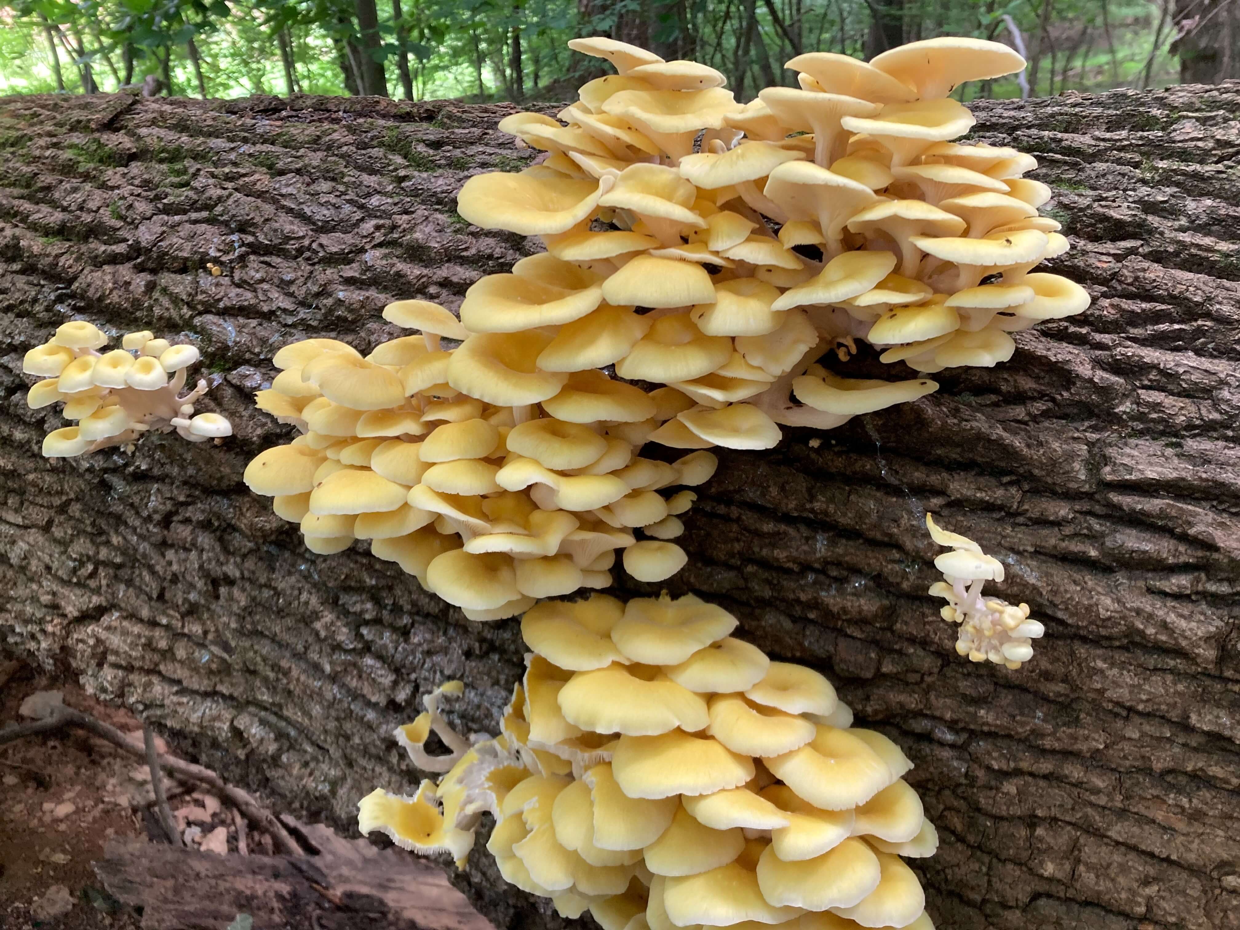 atglenlibrarymushroom