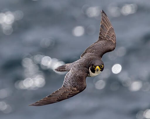 Birds of Prey