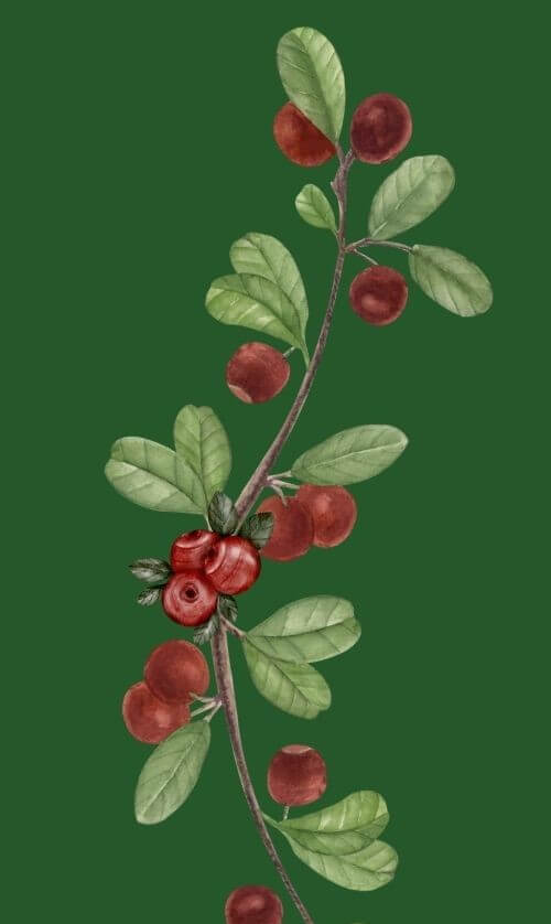 Gala 2025 - Website Side Pieces - Website Border - L Gala 2025 - Website Side Pieces - Website Border - L