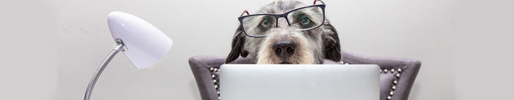 dog in front of laptop with glasses - office dog