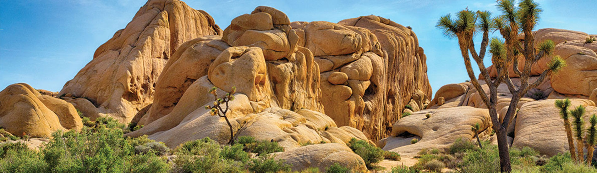 joshua tree panoramic