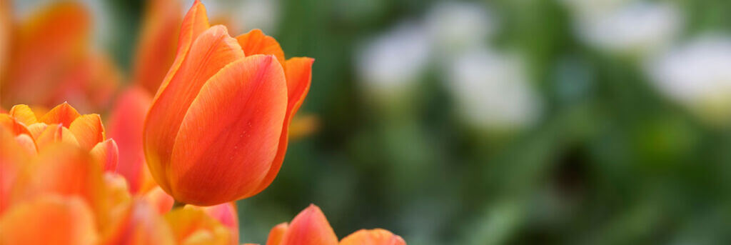 orange tulip close-up