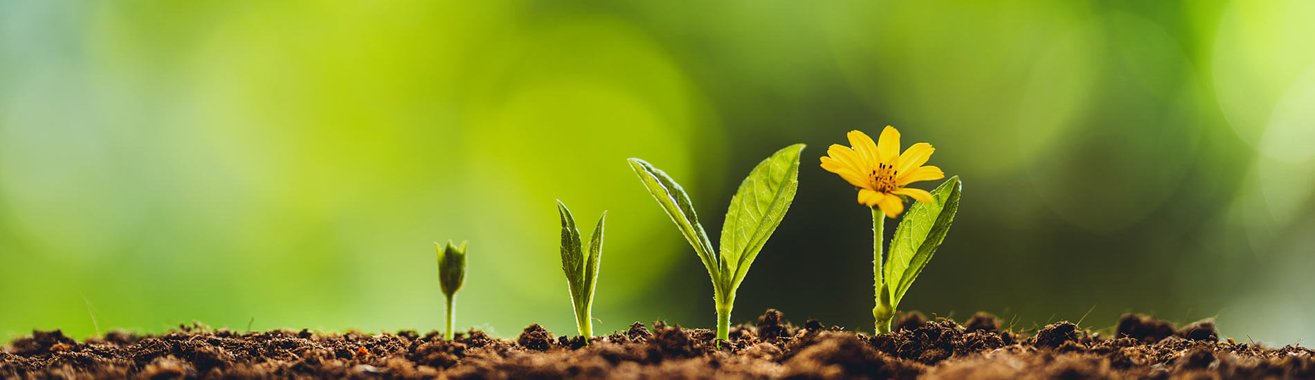 Yellow-Flower-Sprouts-Banner