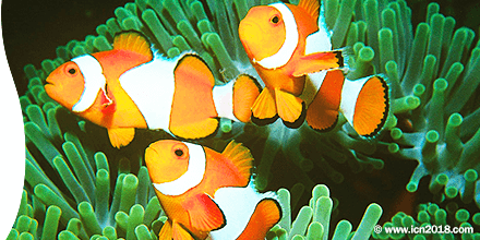 clown fish