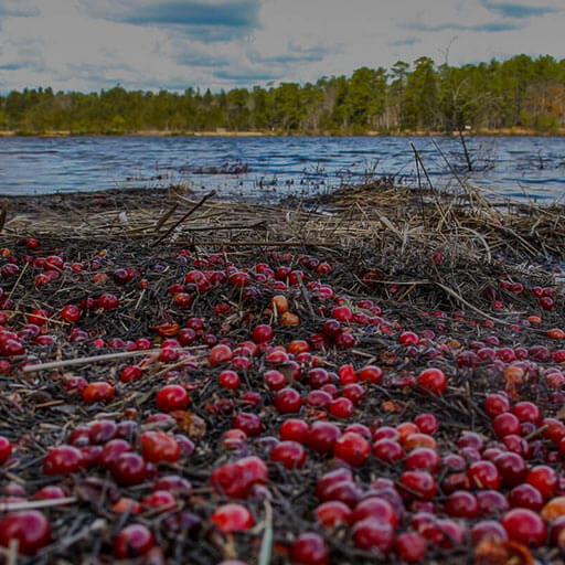 Barnegat cranberries