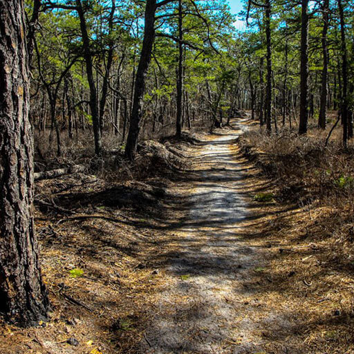 Barnegat trail