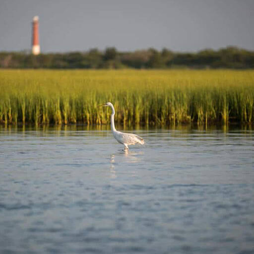 Long-Beach-Island-bird