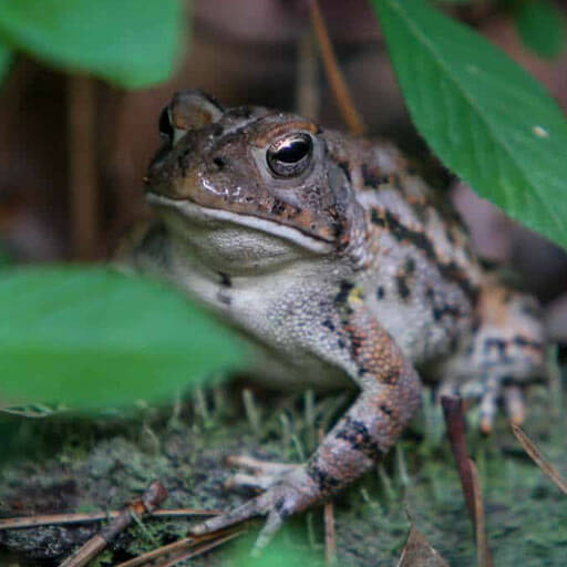 Waretown-frog