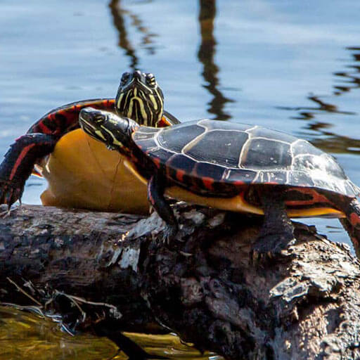 Waretown-turtle