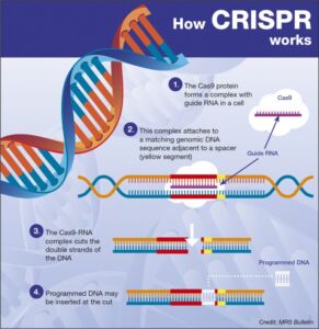 Pic How CRISPR Works