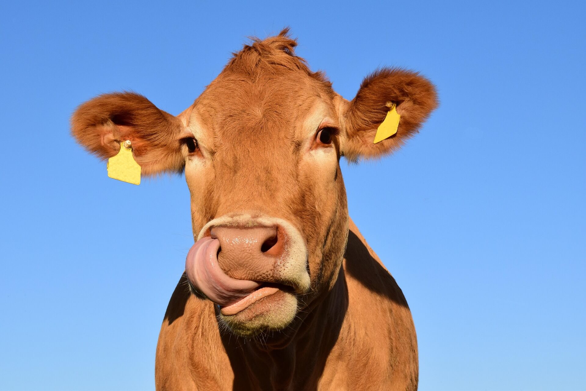 cow-1715829_1920 Cow