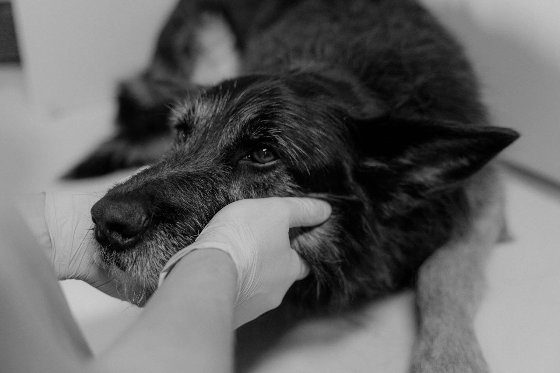 pexels-tima-miroshnichenko-6234635 Sad dog