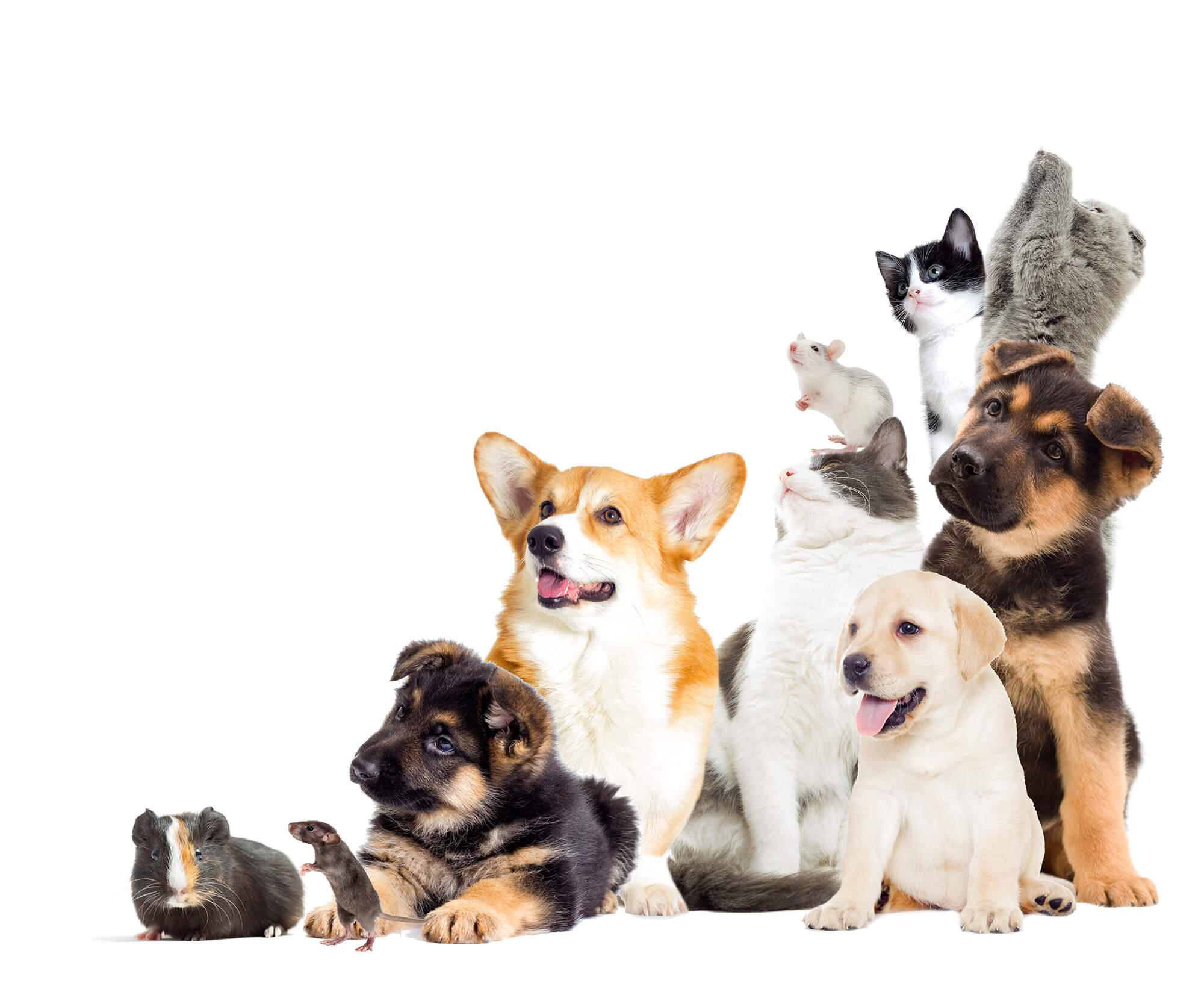 pets