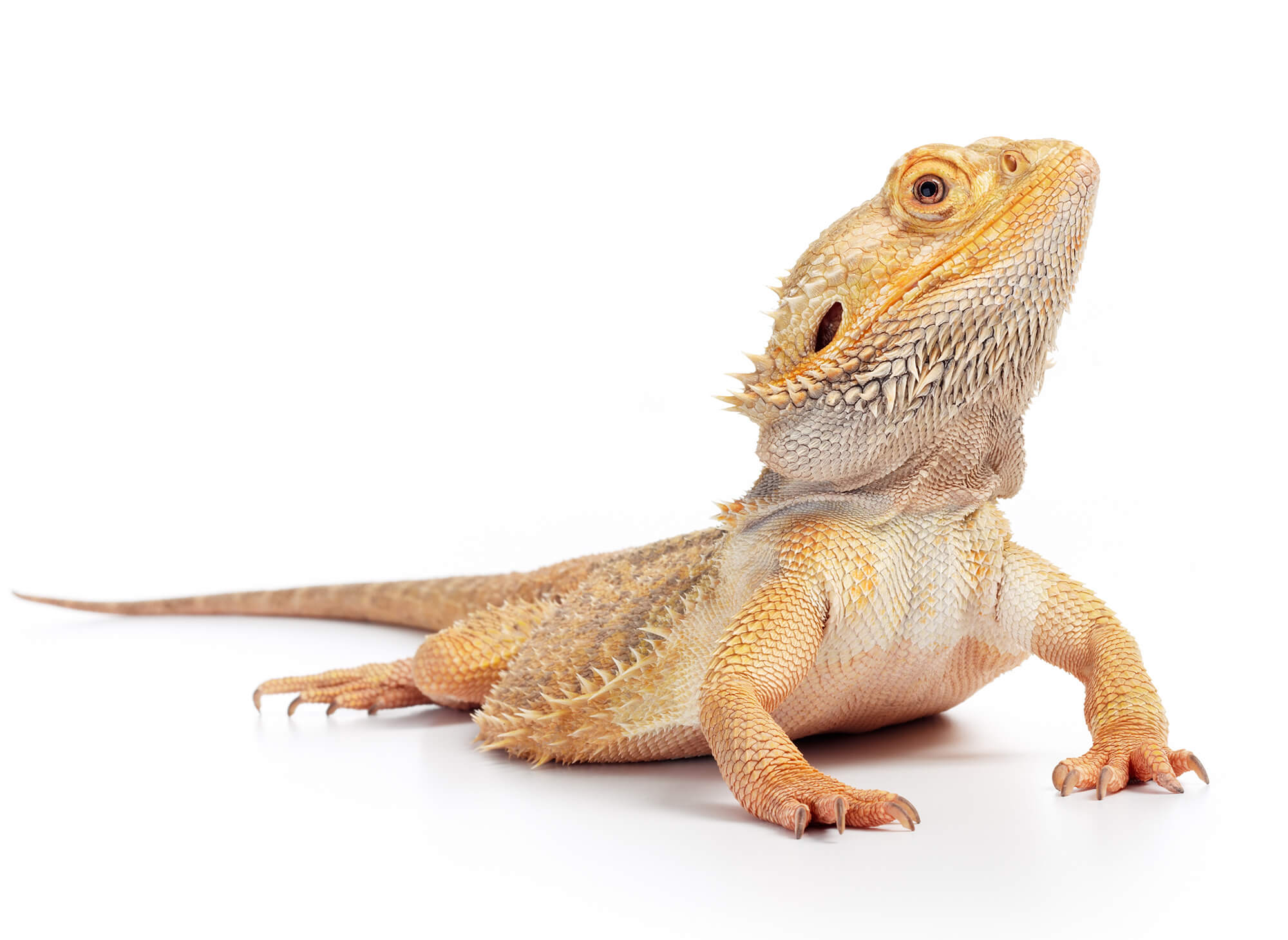 bearded dragon bearded dragon