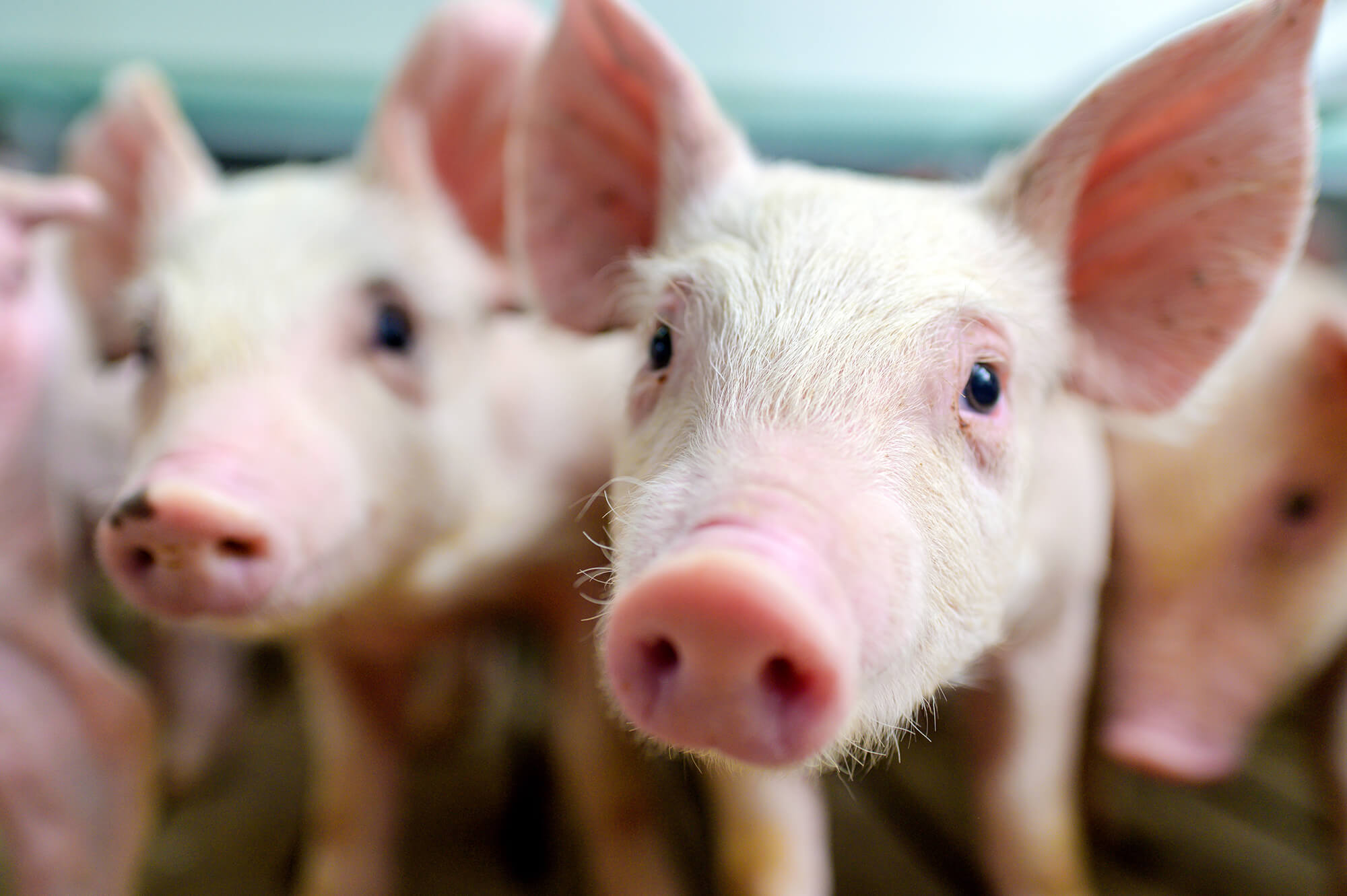 pig farm industry farming hog barn pork pig photo